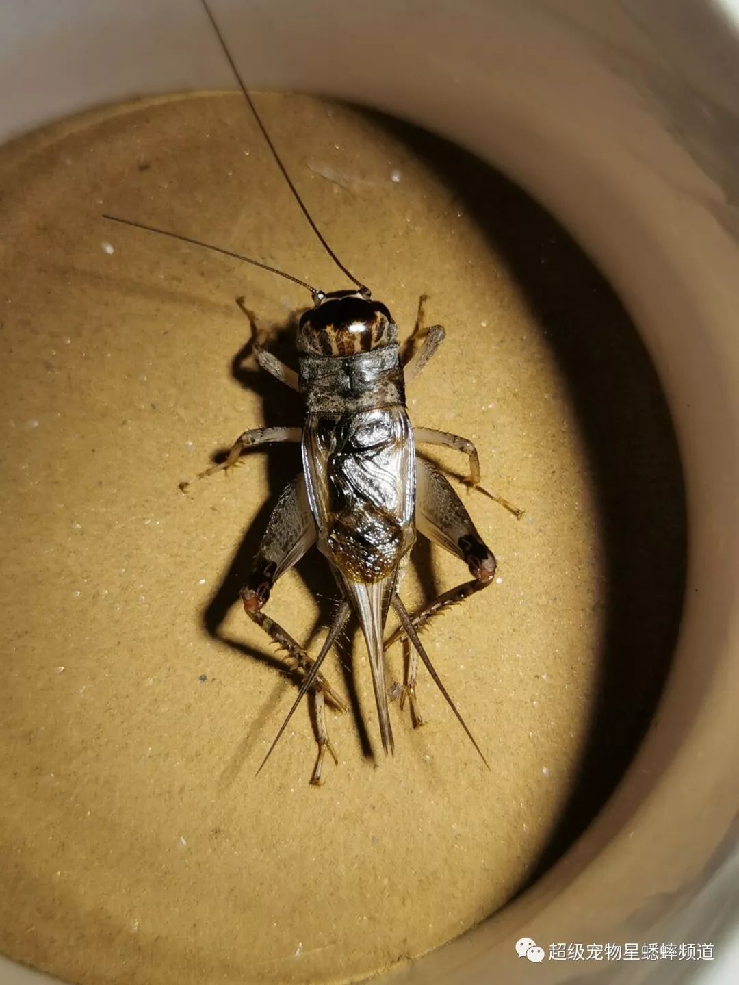 蟋蟀猛虫榜:献县凤凰男,飞虎大将军!附精彩视频