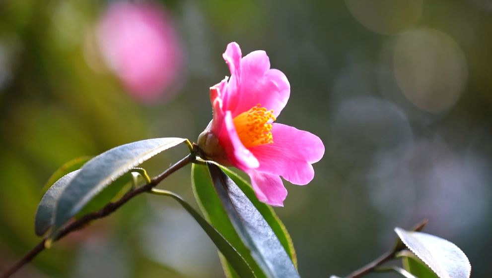 怀化市鹤城区:200亩山茶花迎春绽放