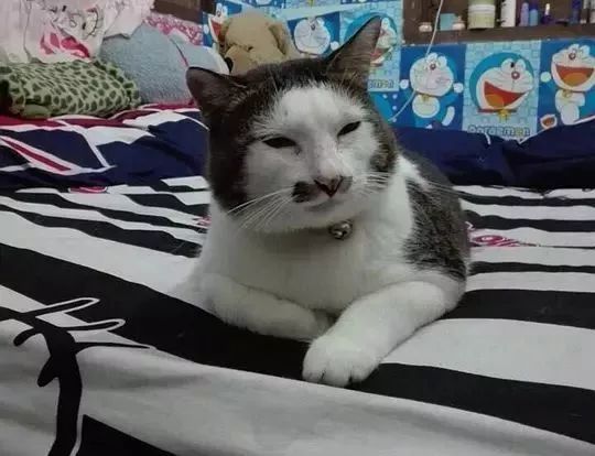 发现丑的猫都有一个特点:长得像人!