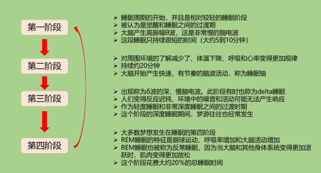 (睡眠的四个发展时段)