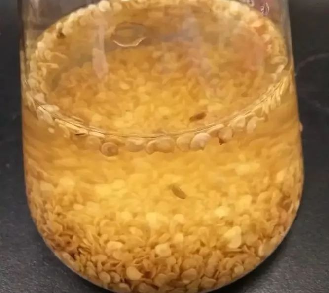 在家不能出门学会给种子催芽解禁后就能种菜了