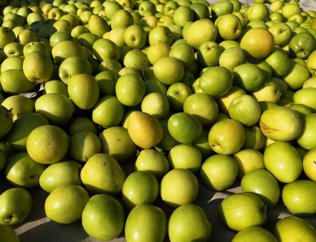 499元抢10斤脆甜大青枣足不出户食新鲜青枣包邮手慢无