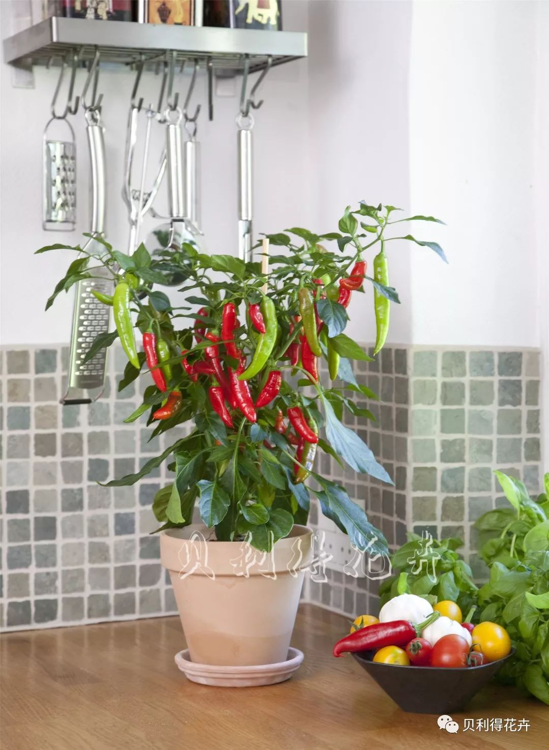 宅到没胃口盆栽辣椒可以种在阳台上的下饭神器