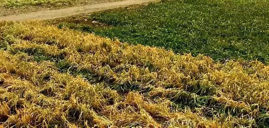 如何预防和补救小麦发生冻害