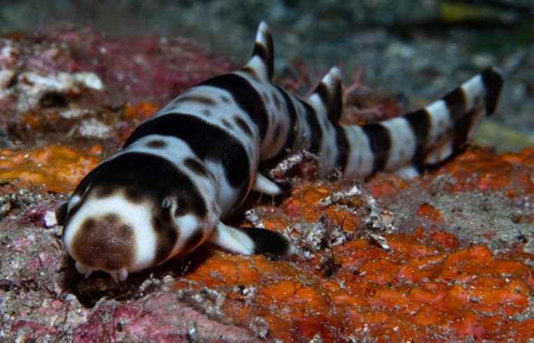 会走路的鲨鱼走路鲨都是在过去900万年中演化出来的