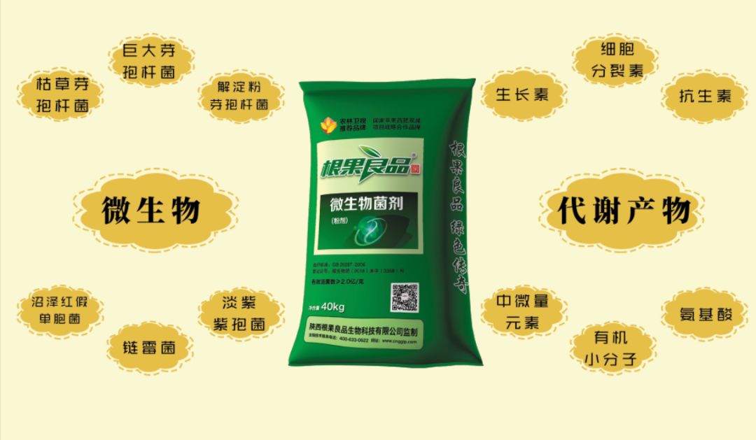 小编建议:配合根果良品微生物菌剂,改良土壤,促发根系,增强树体营养