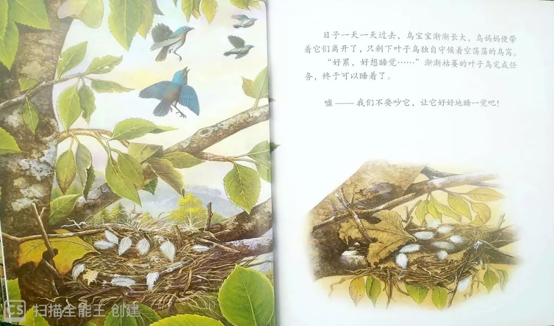 【绘本故事▏石家庄市世纪宝贝教育集团绘本故事分享「叶子鸟」