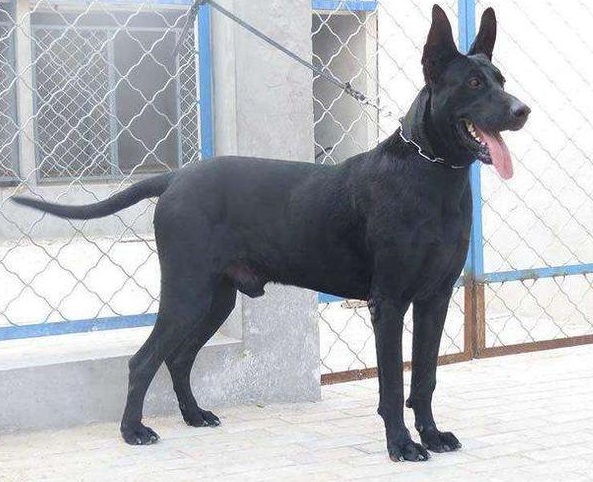 原创国产犬中当之无愧的战神黑狼犬