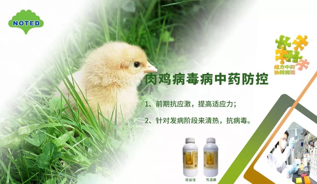 肉鸡肿头肿眼用什么药 肉鸡肿头综合症
