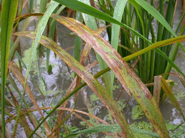 1,防控技术要点茭白锈病防治要坚持"预防为主,综合防治"原则:(1)及时