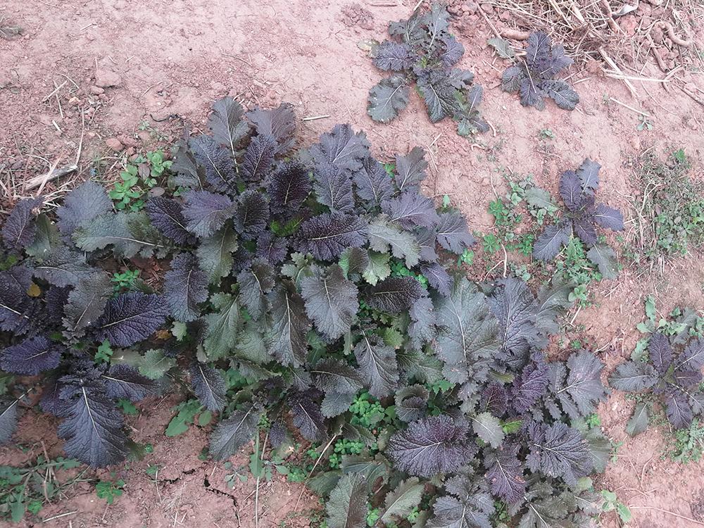 油菜田边的一种野菜俗称野腊菜腌酸菜堪称一绝