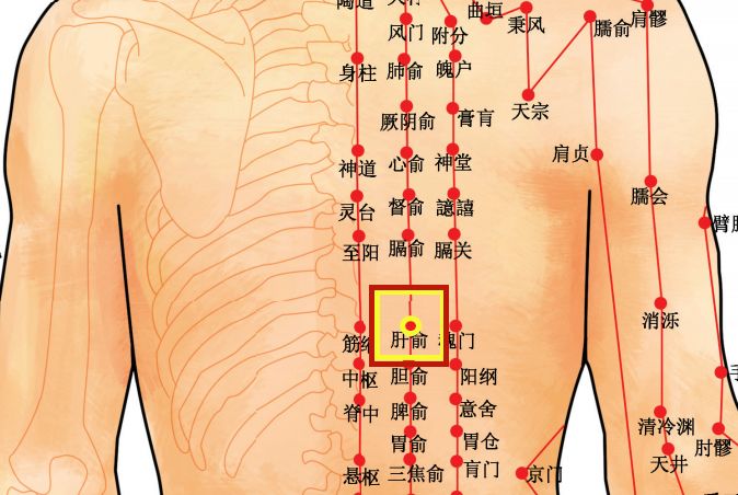 十二俞的准确位置图片图片