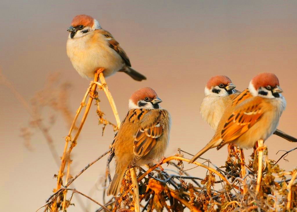 动物的天下,正是哺乳动物的这种体温特点,让它们可以在晚上出来觅食