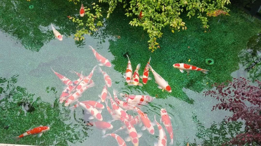 一池锦鲤一段闲情逸致
