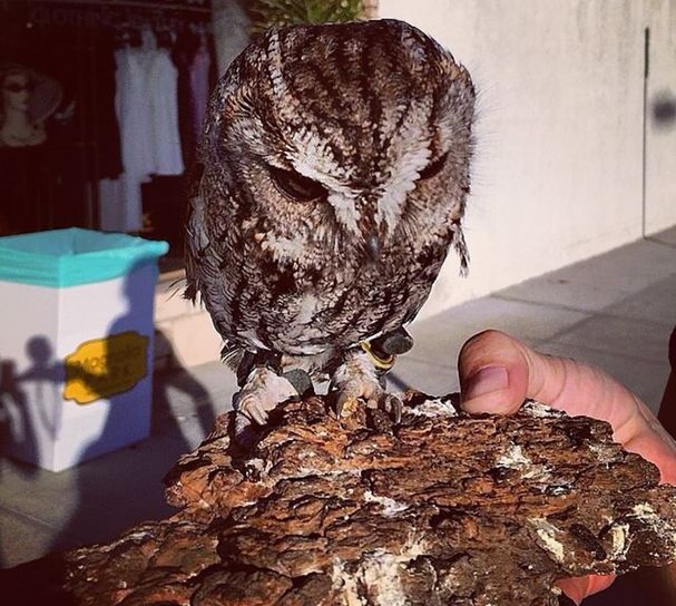 猫头鹰跌落男子家门口,遭遇不幸的它却给众人带来不一样的惊喜!_宙斯