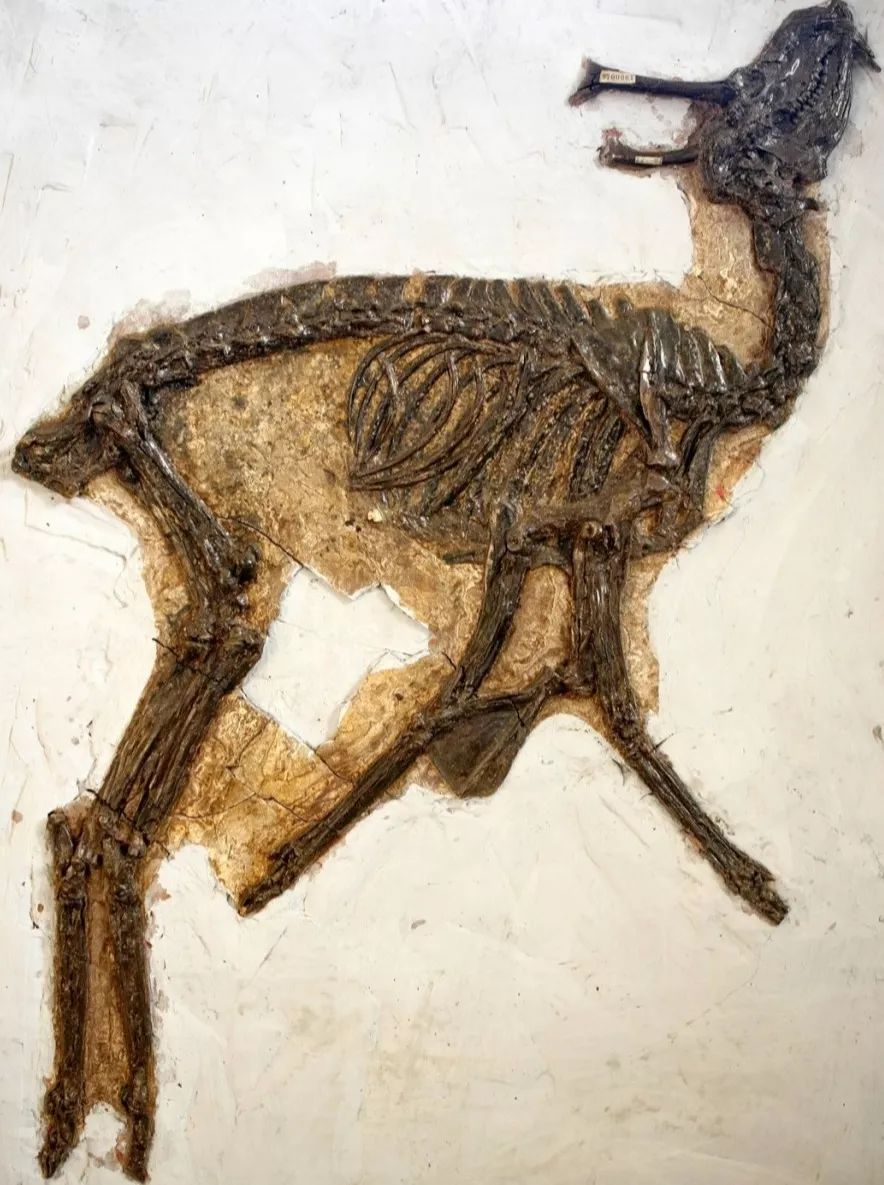 杯鹿群山旺哺乳动物群中到目前为止发现最多,保存最好的化石是鹿化石