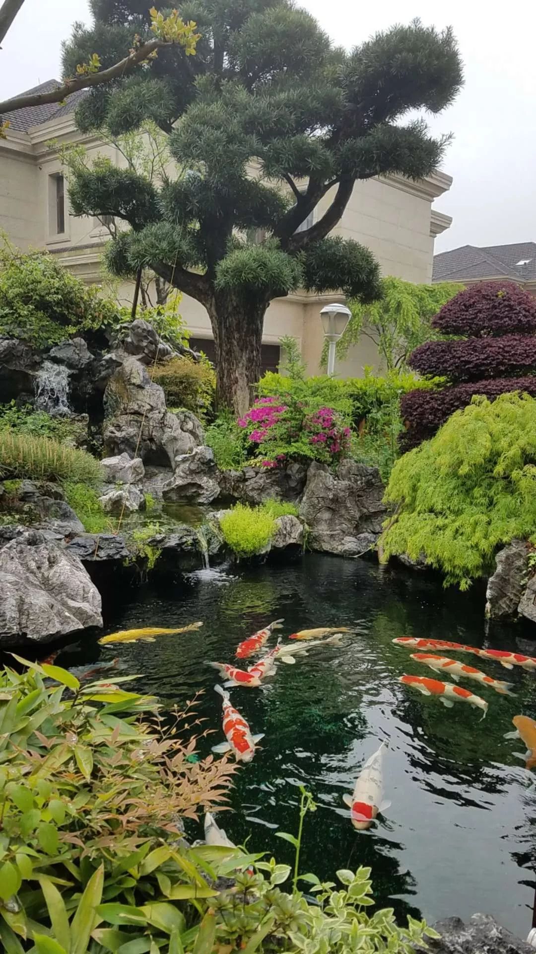 一池锦鲤一段闲情逸致