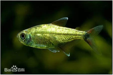 每日一鱼黄金灯鱼体表为闪闪的金黄色