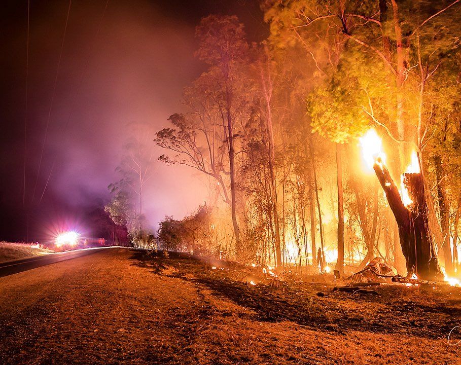 澳洲大火4个月后不可低估的植物正在复苏