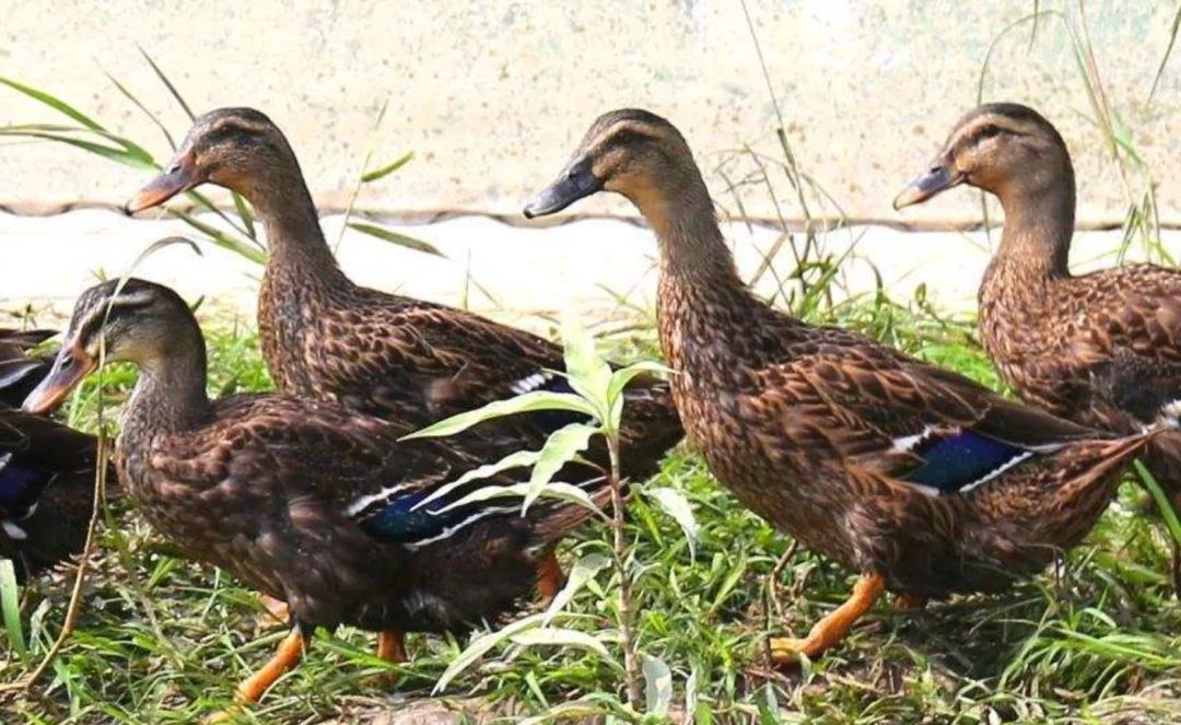 值得一提的是,据当地牧民们介绍,鸭子吃蝗虫的场面是很有看头的.