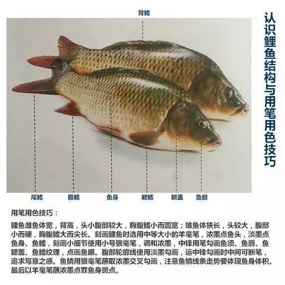 锦鲤怎么分公母图片图片