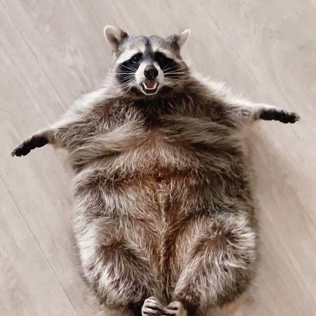 肥宅小浣熊胖成一滩饼主人说要帮它减肥一看餐单我信你个鬼