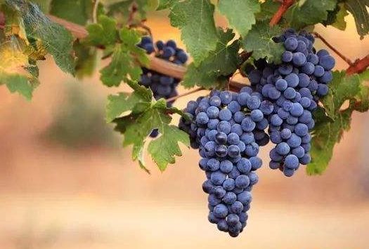 西拉(syrah)佳麗釀(carignan)馬爾貝克(malbec)長相思(sauvignon