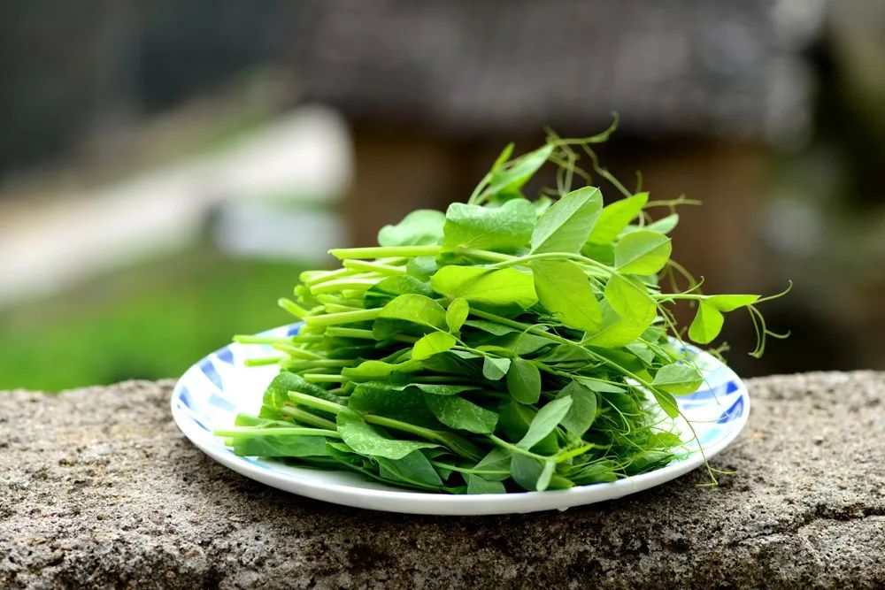 春季著名野菜大全