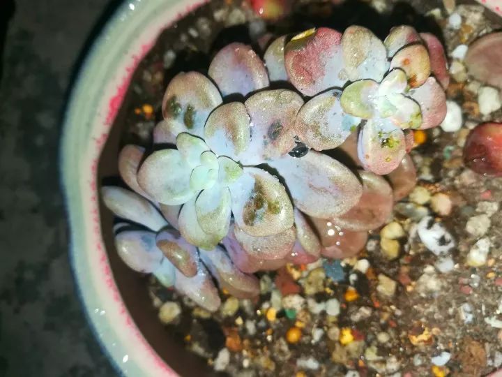 2,真菌病,土壤或者雨水里有病菌感染;1,黑腐了,说明根系已经烂了;原因