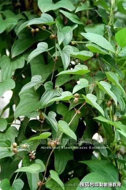 每天最少学一味中药山药