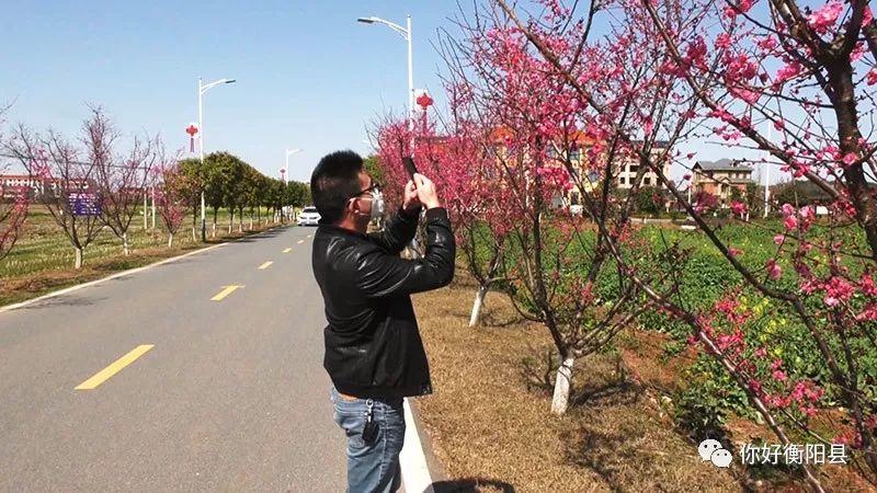 氣溫回暖,西渡鎮梅花村村道兩旁的紅梅絢麗綻放.