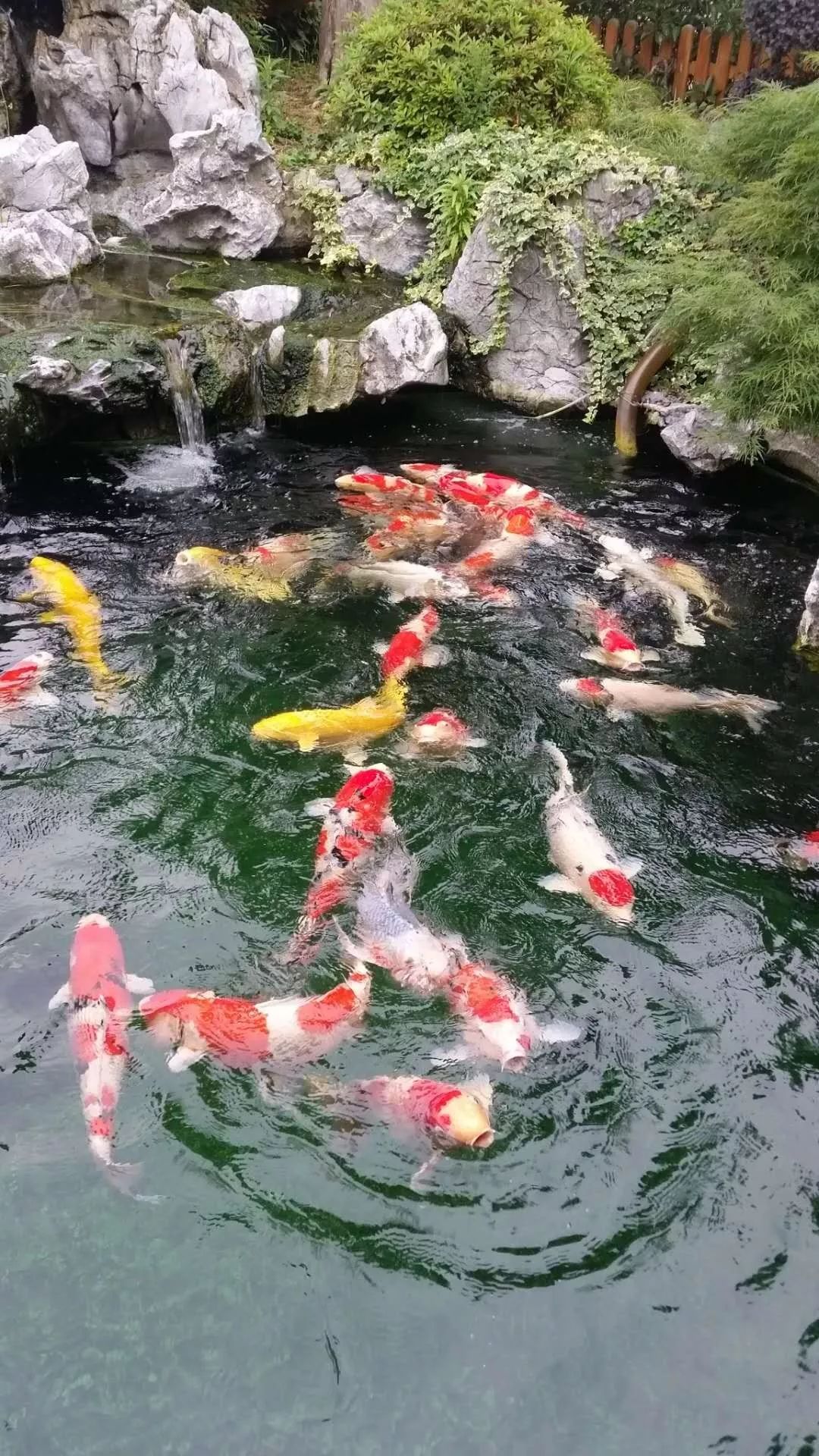 一池锦鲤一段闲情逸致