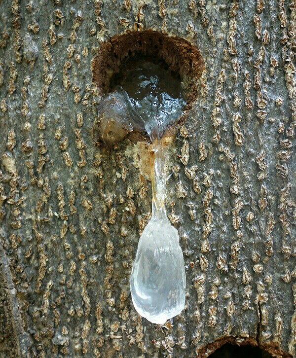 雪燕|雪燕是燕窝吗,是什么做的,雪燕贵吗,一斤多少钱?