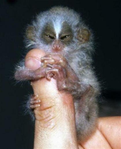 世界上最小的物种图片