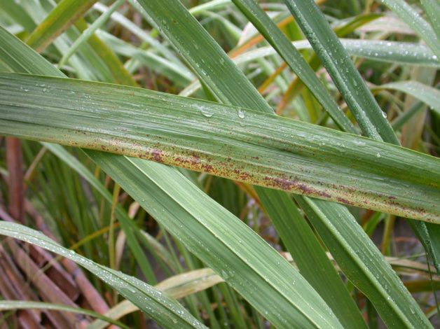 1,防控技术要点茭白锈病防治要坚持"预防为主,综合防治"原则:(1)及时