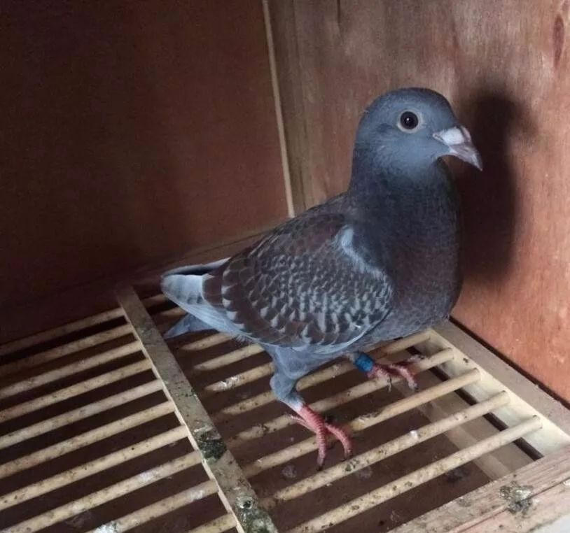 【经验】特别漂亮羽色红雨点家族,你家有吗?