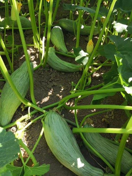 中晚熟羊角蜜品种 羊角蜜丽景99羊角蜜种子