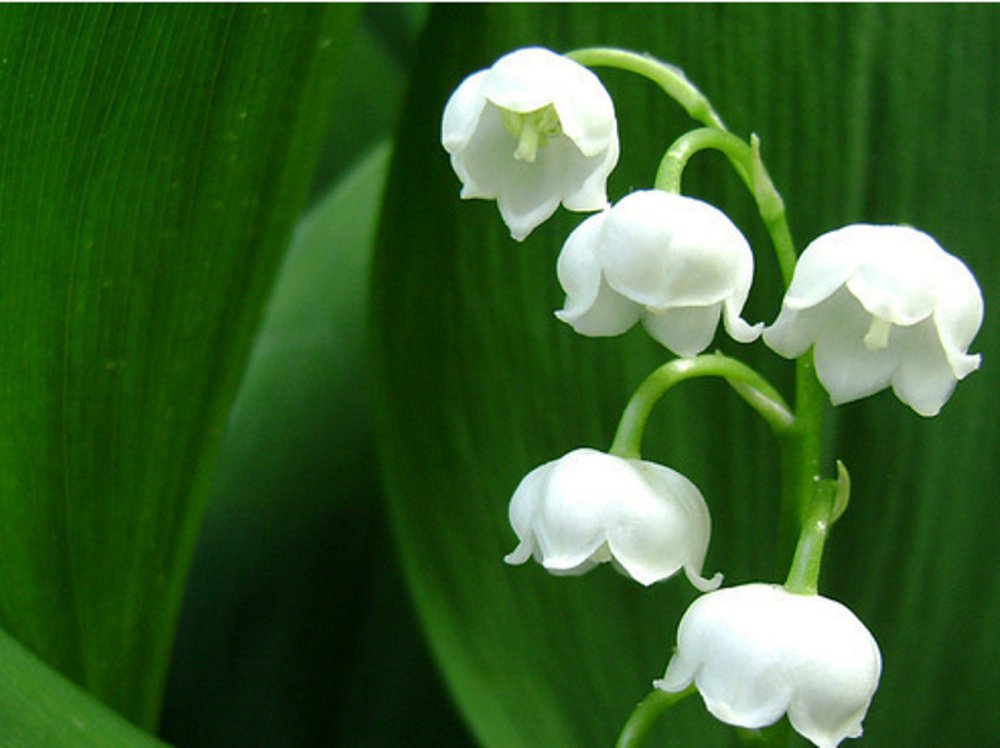 梦见白花是什么意思梦见摘白色的花有哪些预兆梦见很多白花好不好