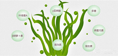 提取资源再利用冷冻研磨仪处理螺旋藻实验