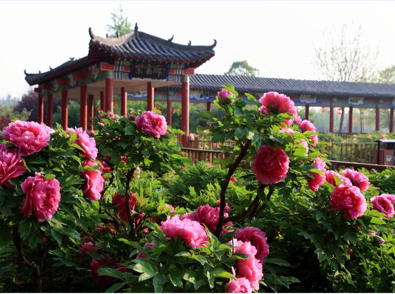 汉牡丹园景区今年将对全国医护人员实行免费开放政策