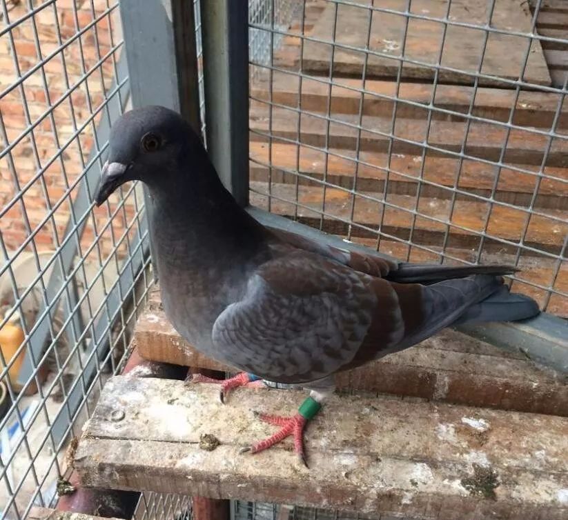 【经验】特别漂亮羽色红雨点家族,你家有吗?_幼鸽