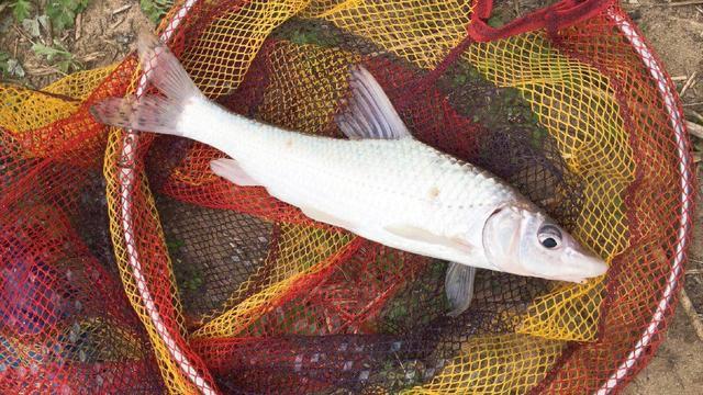 原創黃河中的花妞常被釣友誤認為是鴿子魚天冷更好釣