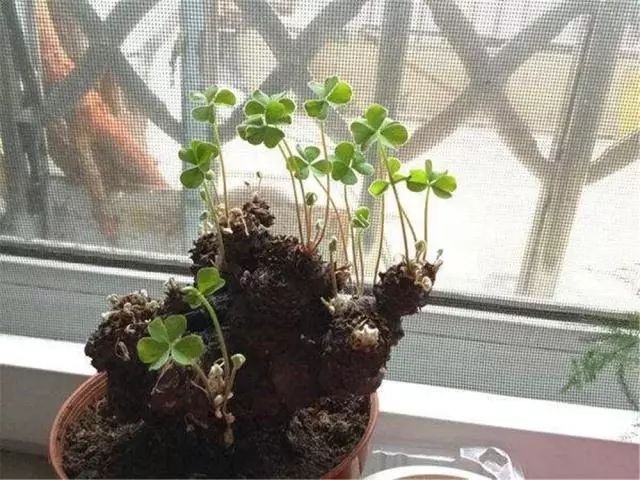 翻地最讨厌的酢浆草球根小伙捡回来做成盆景大受欢迎