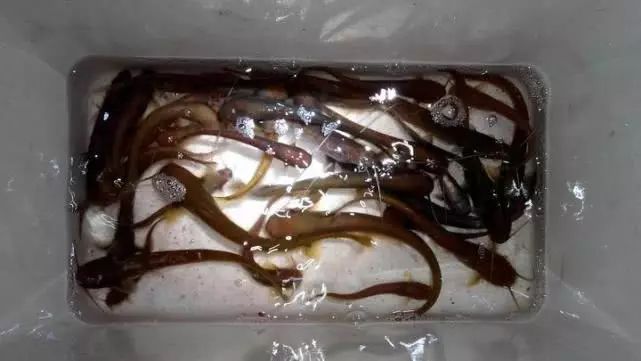 大西南的深山溪流裡釣山鯰,這種極品魚吃起來彈嘴_鯰魚