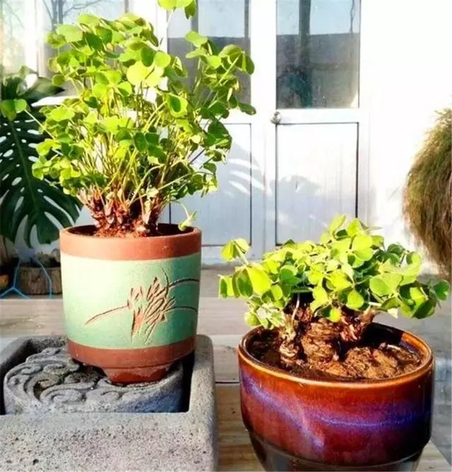 翻地最讨厌的酢浆草球根小伙捡回来做成盆景大受欢迎