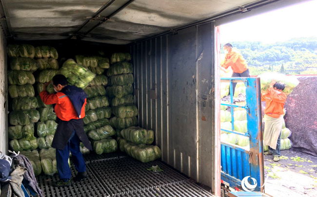 福建600吨蔬菜搭火车驰援湖北把最新鲜的蔬菜供给湖北人民