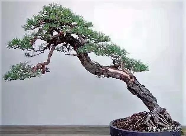 斜树难倒,生生不息_盆景
