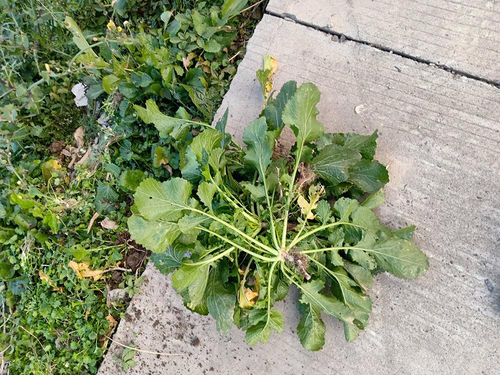 油菜田边的一种野菜俗称野腊菜腌酸菜堪称一绝