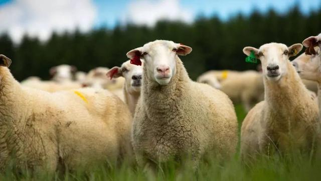 记得是:南十字星绵咩啊!这样的牧