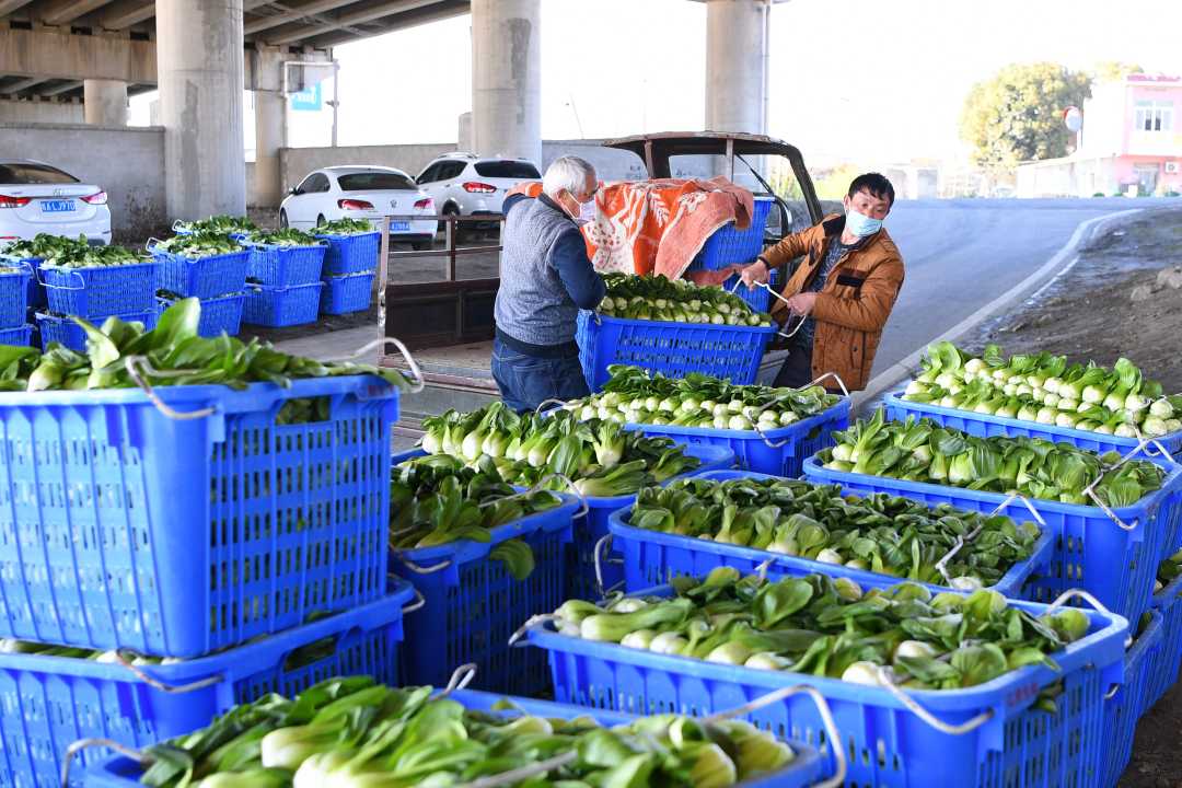 合肥大圩蔬菜基地 : 市民战疫菜篮子_大圩镇